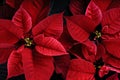 Close Up of Vibrant Poinsettia Plants