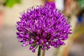 Close up of vibrant purple allium flower Royalty Free Stock Photo