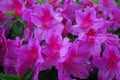 Close-up of vibrant Purple Azalea flowers in bloom Royalty Free Stock Photo