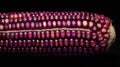 Close-up of vibrant purple corn with shimmering kernels Royalty Free Stock Photo