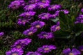 Close up of vibrant purple garden flowers