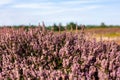 Close up of vibrant purple heather in full bloom on Suffolk heathland which is an Area of Outstanding Natural Beauty