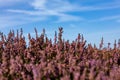 Close up of vibrant purple heather in full bloom on Suffolk heathland which is an Area of Outstanding Natural Beauty