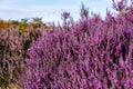 Close up of vibrant purple heather in full bloom on Suffolk heathland which is an Area of Outstanding Natural Beauty