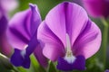 Single Purple Sweet Pea Flower in Full Bloom with Blurred Background Royalty Free Stock Photo