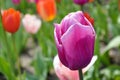 Close up of vibrant purple tulip, spring flowers Royalty Free Stock Photo