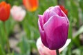 Close up of vibrant purple tulip, spring flowers Royalty Free Stock Photo