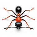 A close-up of a vibrant red and black ant showcasing detailed features., on a white background Royalty Free Stock Photo