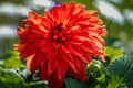 Close up of a Vibrant red Dahlia flower in full bloom Royalty Free Stock Photo