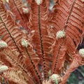 Close-up of vibrant red ferns with leaf details in lush greenery Royalty Free Stock Photo
