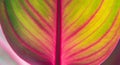 Close-up of Vibrant Red and Green Leaf Texture Royalty Free Stock Photo
