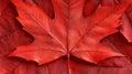 Close-Up of a Vibrant Red Leaf Royalty Free Stock Photo