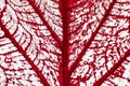 Vibrant red leaf vein and white patches illustration graphic art