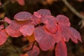 Close-up of vibrant red leaves on the \'Grace\' smokebush, also known as smoketree (Cotinus \'Grace) Royalty Free Stock Photo