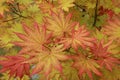 Close up of vibrant red, orange and yellow leaves of a small Autumn Moon Japanese maple tree Royalty Free Stock Photo