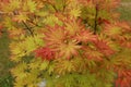 Close up of vibrant red, orange and yellow leaves of a small Autumn Moon Japanese maple tree Royalty Free Stock Photo