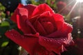 close-up of vibrant red rose with dew drops glistening in the morning sun