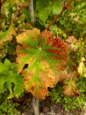 Close up of a beautiful grape vine leaf in autumn Royalty Free Stock Photo