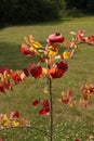 Close up of vibrant red and yellow leaves on a small Flame Thrower Redbud tree, in the summer, in Trevor, Wisconsin Royalty Free Stock Photo