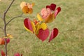 Close up of vibrant red and yellow leaves on a small Flame Thrower Redbud tree, in the summer, in Wisconsin Royalty Free Stock Photo