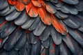 Close up of Vibrant Scarlet Macaw Feathers Abstract Pattern, Vivid Texture, and Organic Background Conceptual Photography