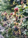 Wild blackberries close-up Royalty Free Stock Photo