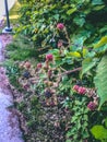 Wild blackberries close-up Royalty Free Stock Photo