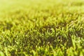 Close up vibrant spring green fresh golf grass, sunshine lawn. Nature texture, green background for wallpaper. Soft