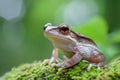 Close up of a vibrant tree frog perched on a mossy surface in a lush forest during a sunny afternoon Royalty Free Stock Photo