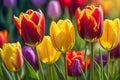 Close-Up of Vibrant Tulips Bathed in Soft Morning Light - Dew-Kissed Petals Arrayed in a Symphony of Colors