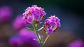 Vibrant Close-up Of Verbena: Sharp Details, Colors, Blurred Background Royalty Free Stock Photo