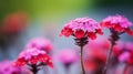 Vibrant Close-up Of Verbena: Sharp Details, Vibrant Colors, Blurred Background Royalty Free Stock Photo