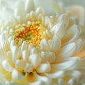 Close-up of a Vibrant White Daisy