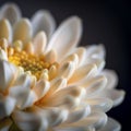 Close-up of a Vibrant White Daisy on a Dark Background