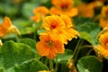 Close-up of vibrant yellow nasturtium or tropaeolum majus flowers in the garden. Selective focus Royalty Free Stock Photo