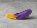 Close-up of a vibrant yellow and purple bird feather on a gray background Royalty Free Stock Photo