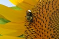 Bright yellow Sunflower with a Bumble Bee having a drink.