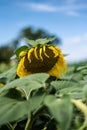 Close-up of a vibrant yellow sunflower in the process of wilting