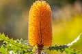 Close up of vibrant yellow Western Australian Ashby`s banksia flower