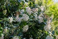 Viburnum tinus Lucidum