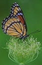 Viceroy Butterfly Perches on Seed Head