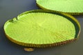 Close up Victoria amazonica in the pond Royalty Free Stock Photo