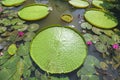 Close up Victoria amazonica in the pond Royalty Free Stock Photo