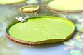 Close up Victoria amazonica in the pond Royalty Free Stock Photo
