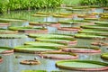 Victoria waterlily on fish pond Royalty Free Stock Photo