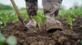Close up video of barefoot farmer tending newly planted beet sprouts on plowed ground with hoe