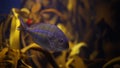 Close up video of a cape stumpnose fish in an aquarium