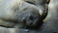 Close up video of European plaice in aquarium. European plaice is a common flatfish which inhabits sandy and muddy