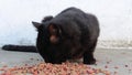 Close up of cautious stray black cat looking around, sniffing dry food on the ground and leaving without eating.