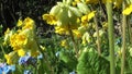 Close-up video of forget me nots, cowslips and wild flowers